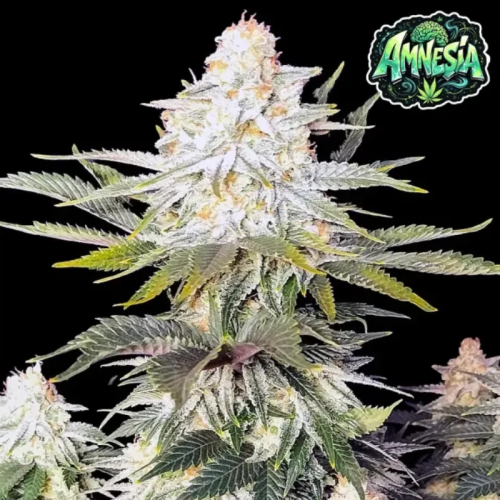 Ganja Farmer - Amnesia
