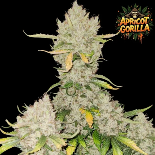Ganja Farmer - Apricot Gorilla Auto