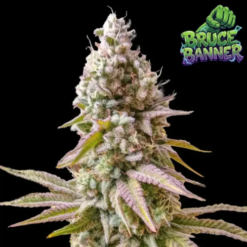 Ganja Farmer - Bruce Banner