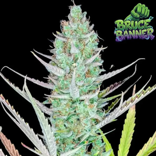 Ganja Farmer - Bruce Banner Auto