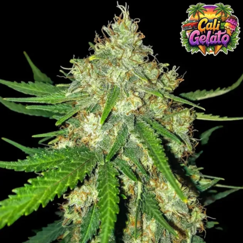 Ganja Farmer - Cali Gelato Auto