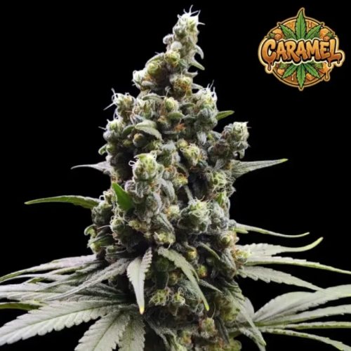 Ganja Farmer - Caramel