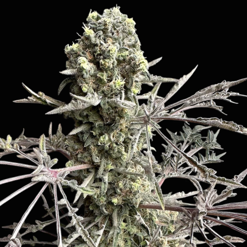 TerpyZ Mutant Genetics - Mentha de Croco Bx regular