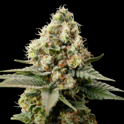 TerpyZ Mutant Genetics - Neon Wasabii