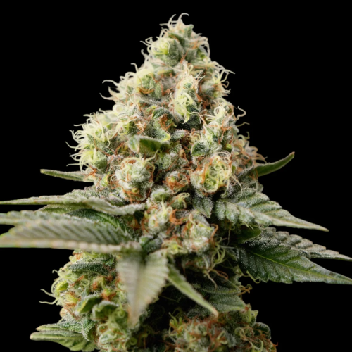 TerpyZ Mutant Genetics - Neon Wasabii