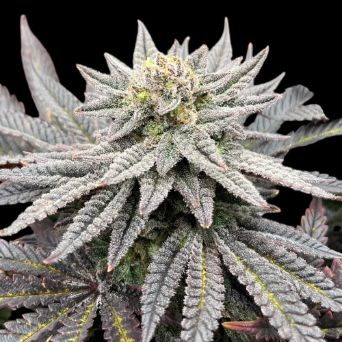 TerpyZ Mutant Genetics - Super Menthol Haze