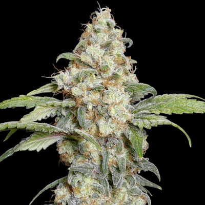 TerpyZ Mutant Genetics - Zitro