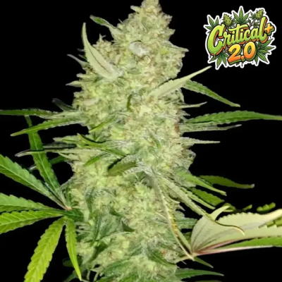 Ganja Farmer - Critical+ 2.0