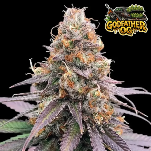 Ganja Farmer - Godfather OG Auto