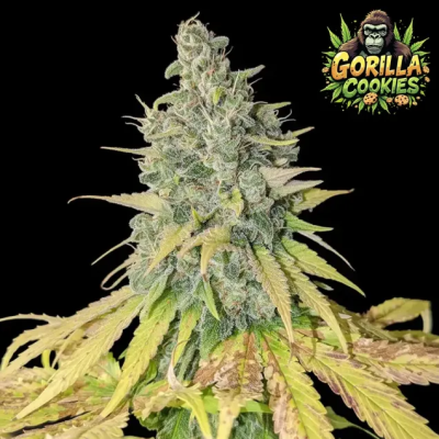 Ganja Farmer - Gorilla Cookies