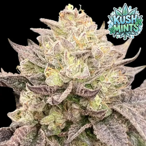 Ganja Farmer - Kush Mints