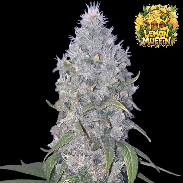 Lemon Muffin Fast – feminizovaná odrůda Ganja Farmer