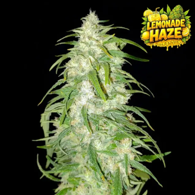 Ganja Farmer - Lemonade Haze