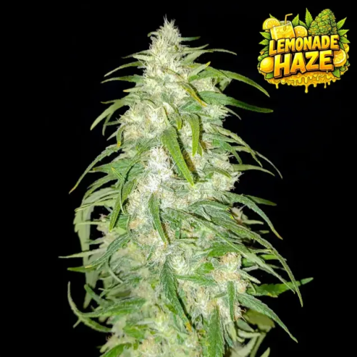 Ganja Farmer - Lemonade Haze