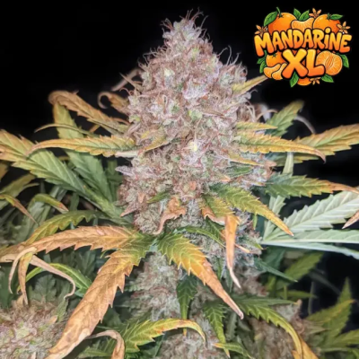 Ganja Farmer - Mandarine XL Auto