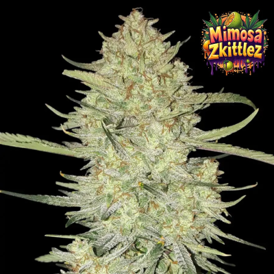 Ganja Farmer - Mimosa Zkittlez Auto