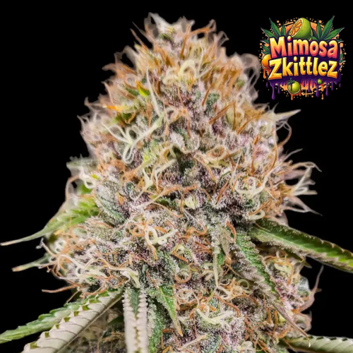 Ganja Farmer - Mimosa Zkittlez Fast