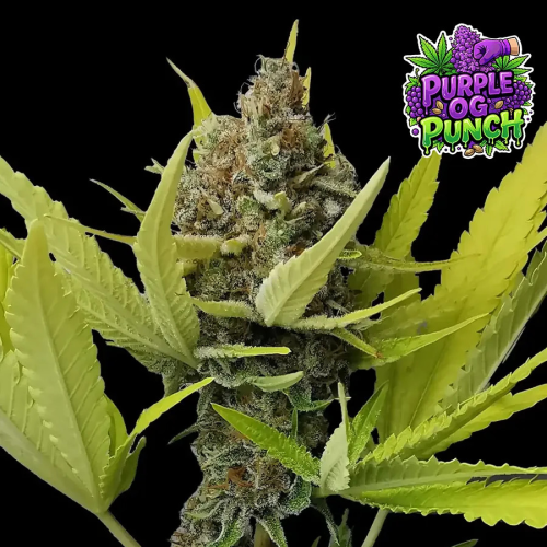 Ganja Farmer - Purple OG Punch