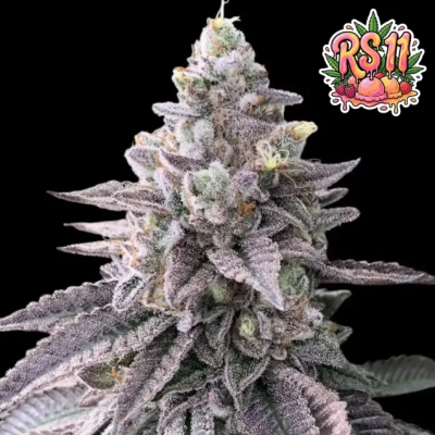Ganja Farmer - RS11 (Rainbow Sherbet)