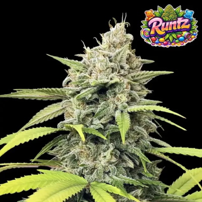 Ganja Farmer - Runtz