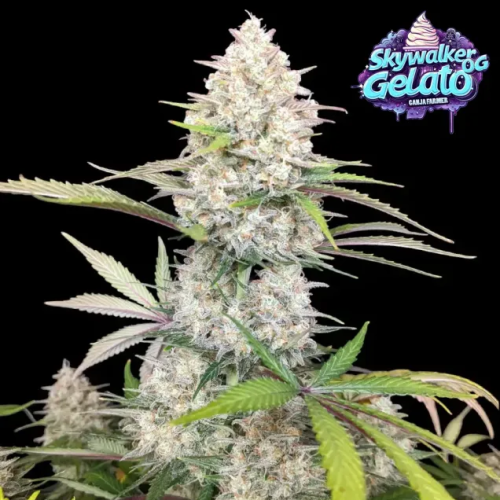 Ganja Farmer - Skywalker OG Gelato Auto