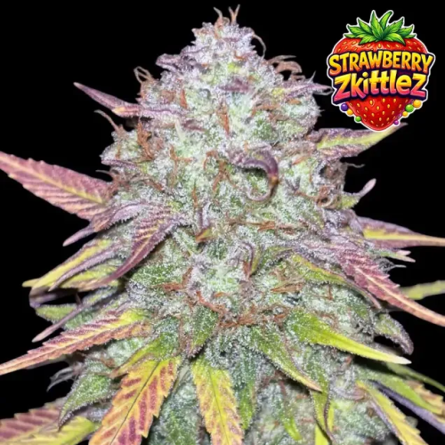 Ganja Farmer - Strawberry Zkittlez Auto
