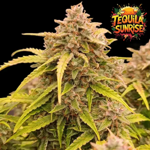 Ganja Farmer - Tequila Sunrise Auto