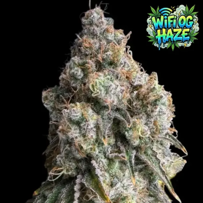 Ganja Farmer - WiFi OG Haze