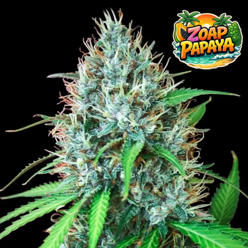 Ganja Farmer - Zoap Papaya Fast