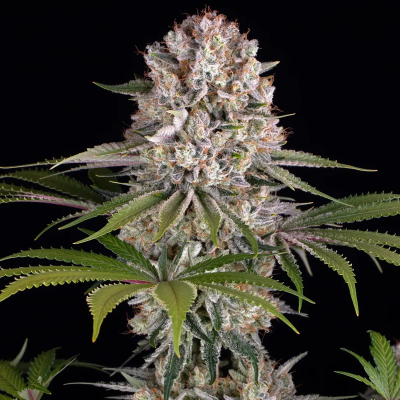 Barney´s Farm - Amnesia Haze