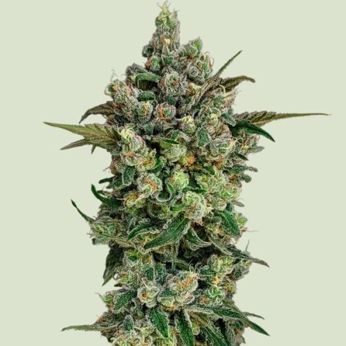 Royal Queen Seeds - Dark Matter Cake F1