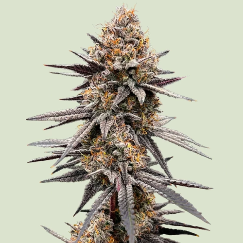 Royal Queen Seeds - Gravity Berry F1