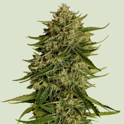 Royal Queen Seeds - Quantum Terp F1 Auto