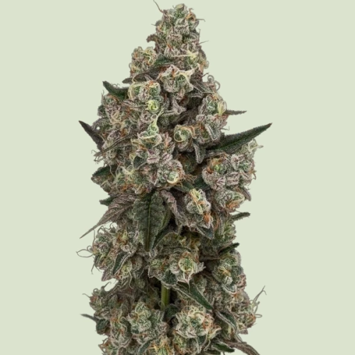 Royal Queen Seeds - Supersoda F1