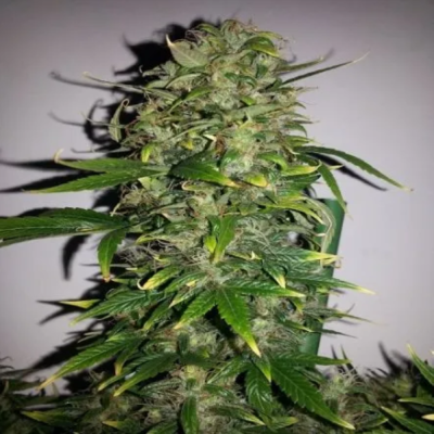Female Seeds - Auto AK