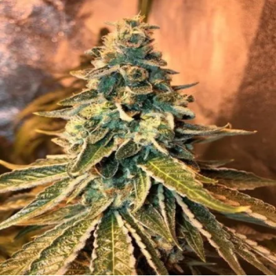 Female Seeds - Chem OG