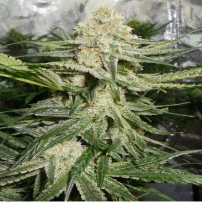 Female Seeds - Iced Grapefruit