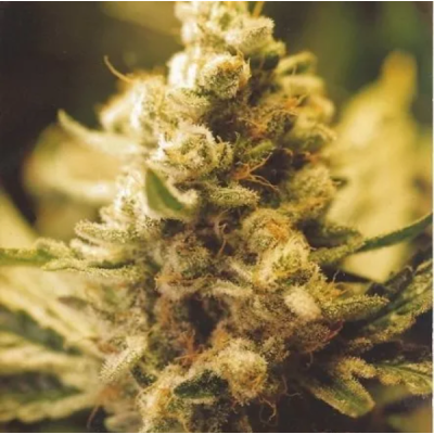 Female Seeds - Lemon Kush