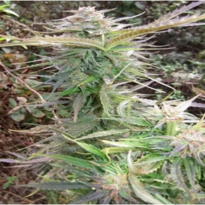 Female Seeds - Maroc