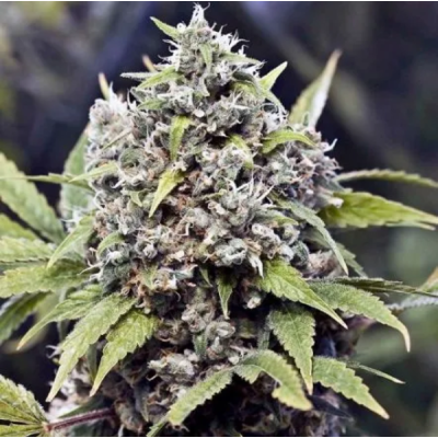 Female Seeds - Pure AK