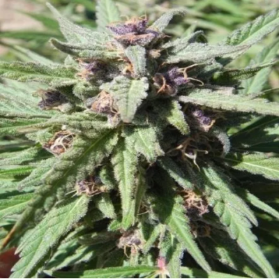 Female Seeds - Purple Maroc
