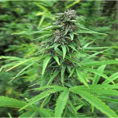 Female Seeds - Red Purps