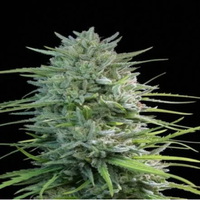 Female Seeds - SexBud