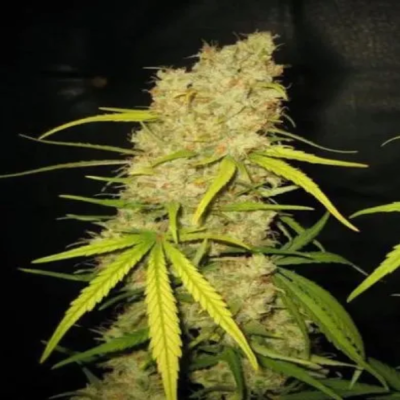 Female Seeds - Skunk Special