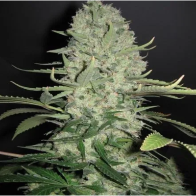 Female Seeds - White Widow x Big Bud