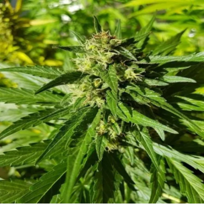 Female Seeds - Auto Bubble