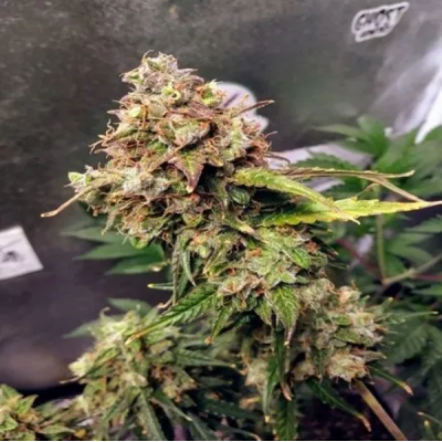Female Seeds - Auto NL