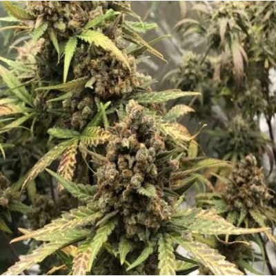 Female Seeds - Auto Speed Bud
