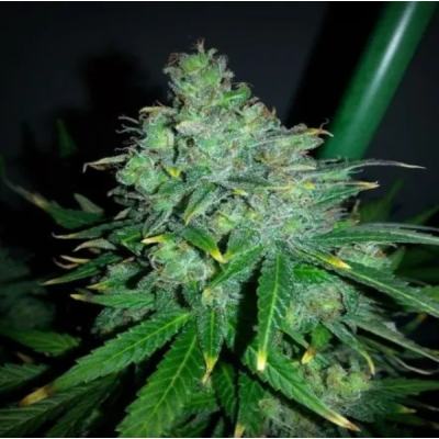 Female Seeds - Auto White Widow x Big Bud