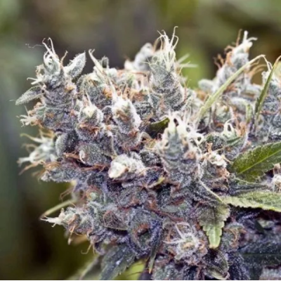 Female Seeds - Bubblegummer